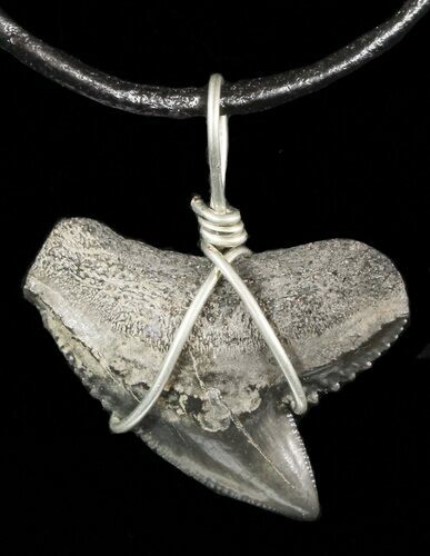 Fossil Tiger Shark Tooth Necklace #47568